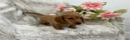 Dachshund dogs for sale: Carmen  - Ad 5