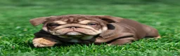 English Bulldog dogs for sale: Sable Manroe English Bulldog Puppy  - Ad 17