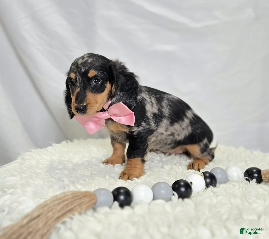 Miniature Dachshund dogs for sale: Crystal - Ad 4