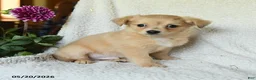 Chihuahua dogs for sale: Louie - Ad 1