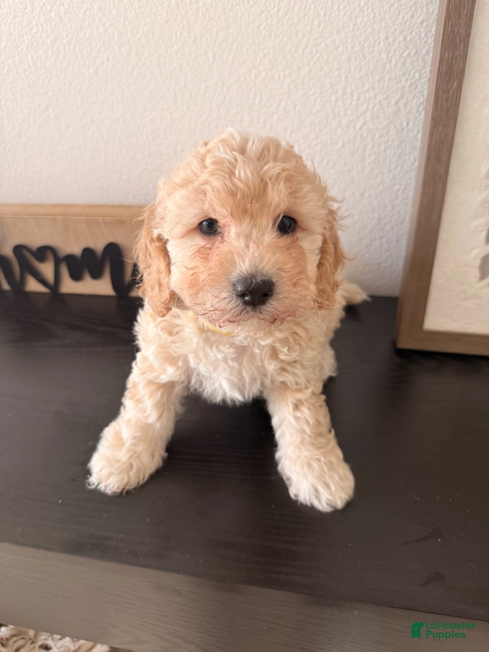 Bichpoo dogs Pudding - Ad 2