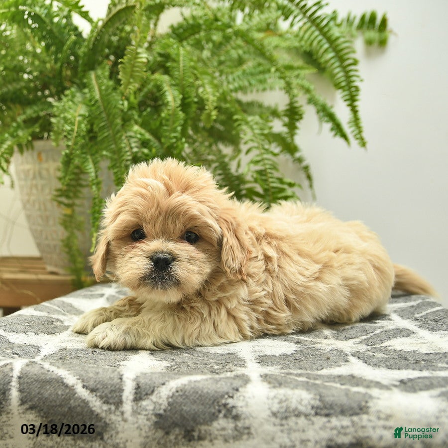 Pekapoo dogs Jett  - Ad 2