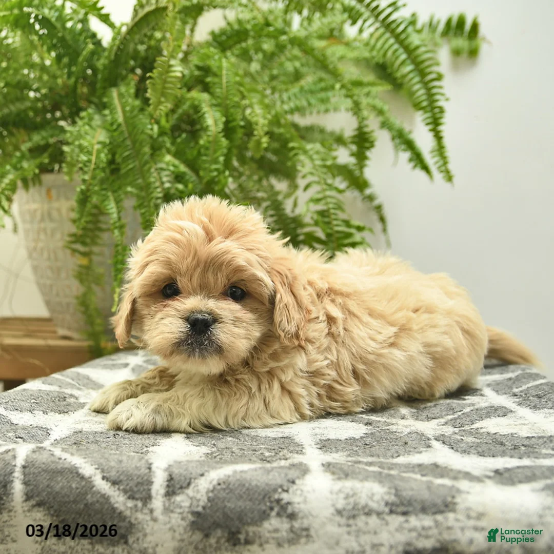 Pekapoo dogs for sale: Jett  - Ad 2