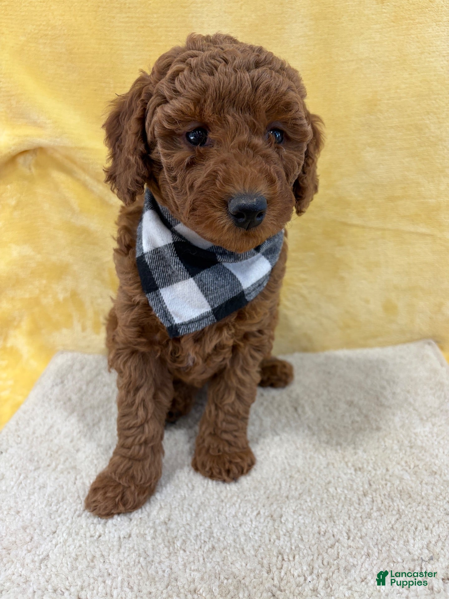 Mini Goldendoodle dogs for sale: Jade - Ad 1