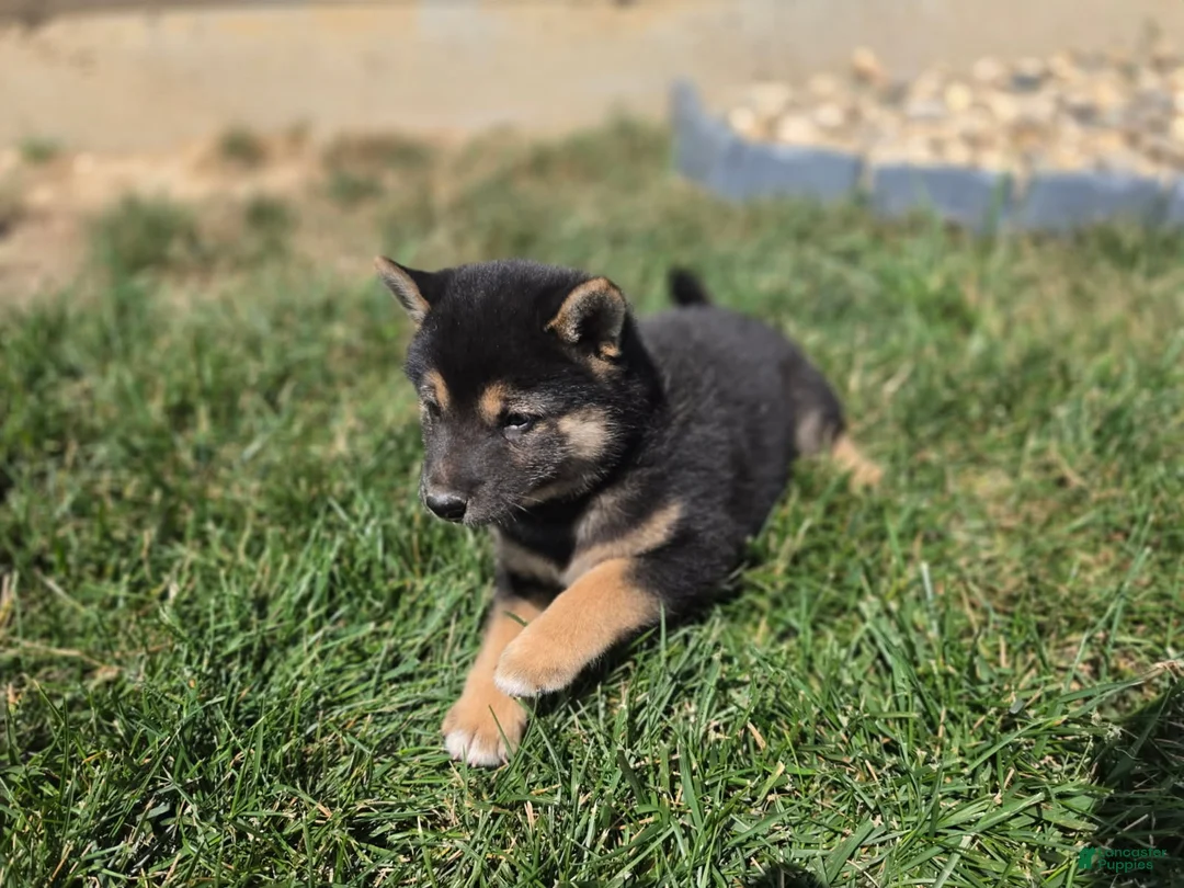 Shiba Inu dogs for sale: Bella - Ad 1