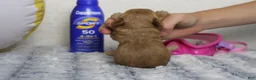 Cavapoo dogs for sale: Ray - Ad 3