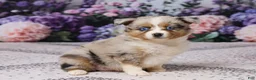 Miniature Australian Shepherd dogs for sale: Kim - Ad 3