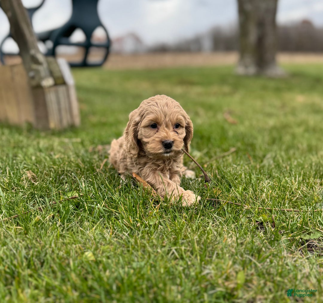 Cockapoo dogs for sale: Sparkles  - Ad 1