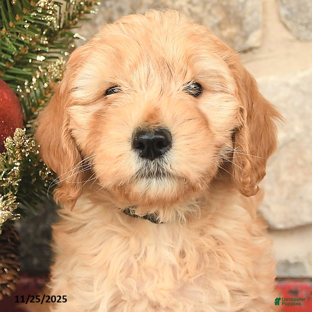 Mini Goldendoodle dogs for sale: Carly - Ad 5
