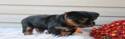 Yorkshire Terrier dogs for sale: Rambo - Ad 3
