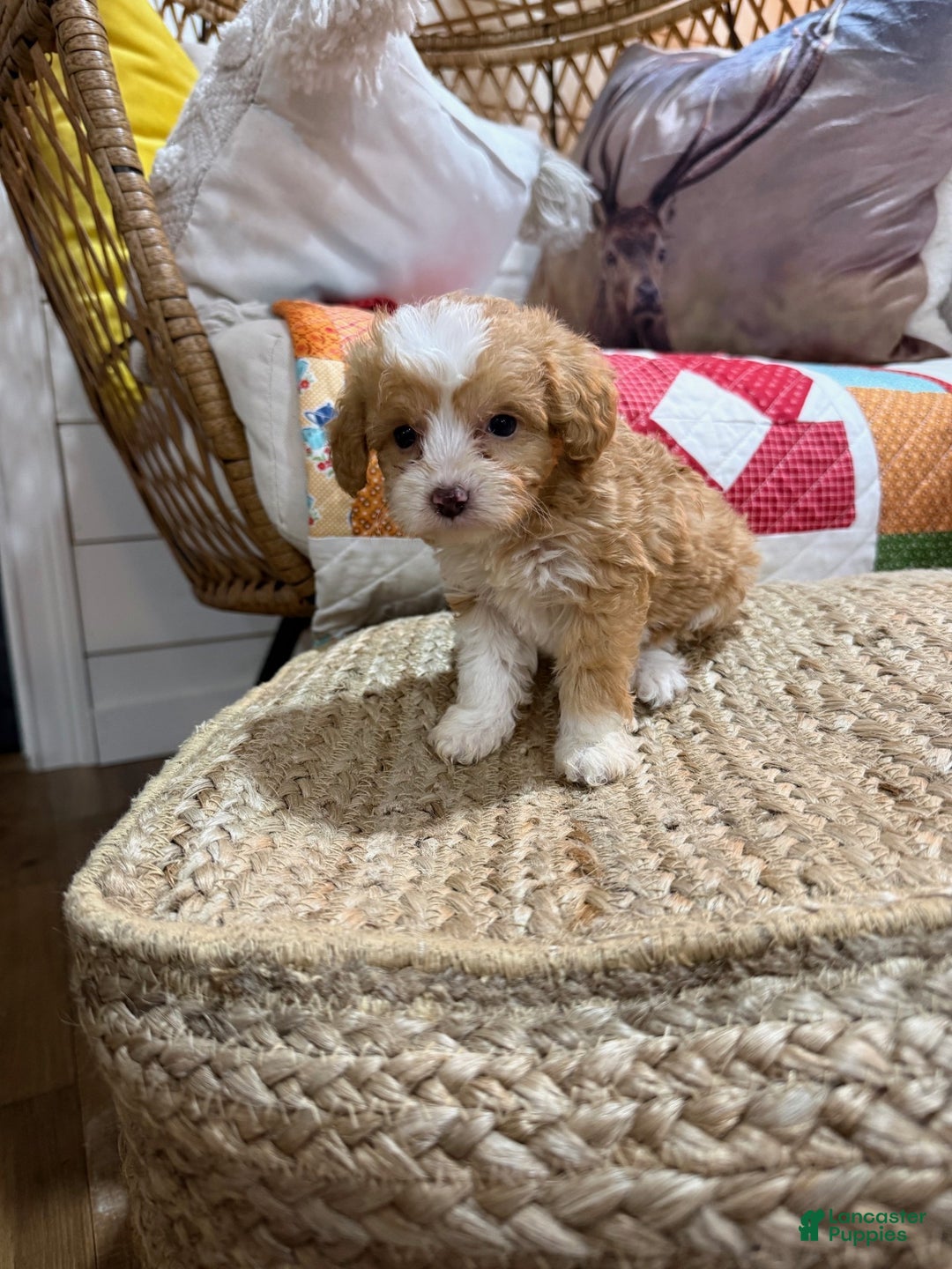 Mini Aussiedoodle dogs for sale: Mason - Ad 5