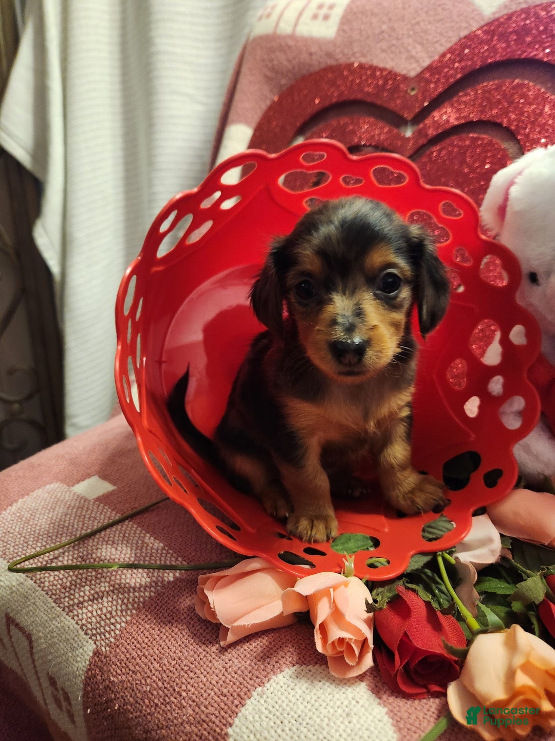 Miniature Dachshund dogs for sale: Miniature Dachshund Puppy 4 - Ad 3