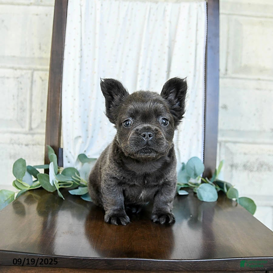 Miniature Blue Fluffy Frenchie For Sale Chocolate Merle French