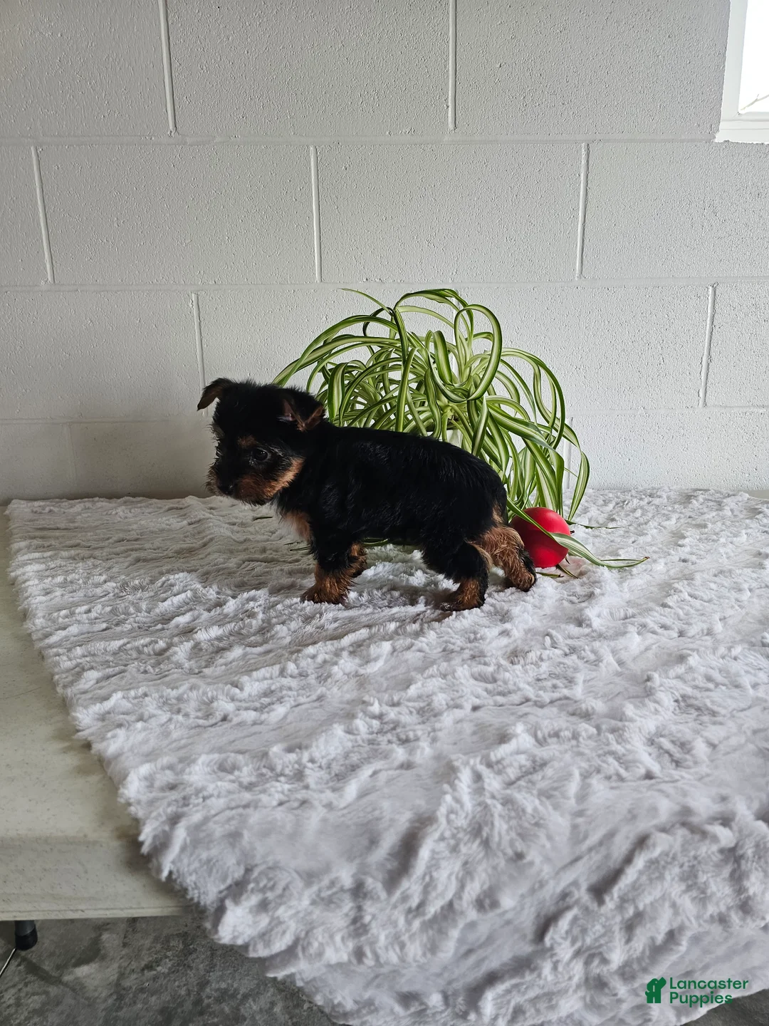 Yorkshire Terrier dogs for sale: Tyler - Ad 3