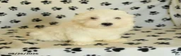 Maltese dogs for sale: Icon - Ad 3