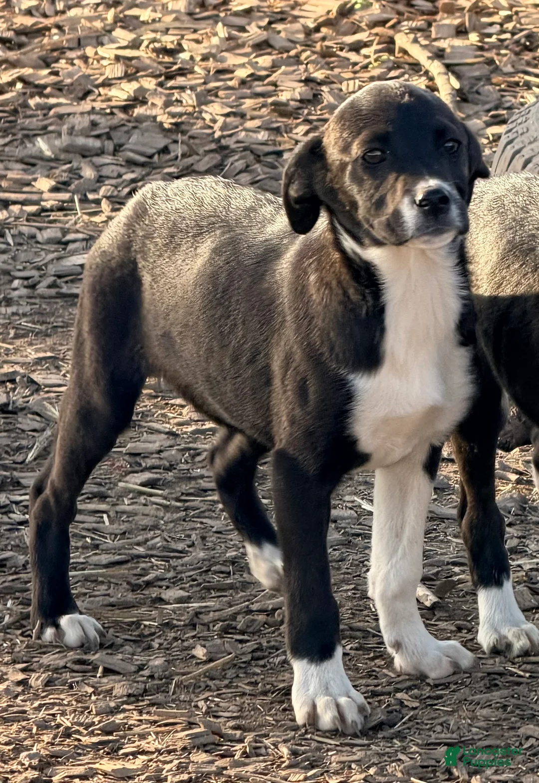 Mixed Breed dogs for sale: Lilly  - Ad 1