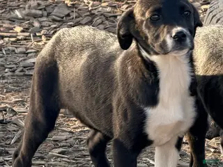 Mixed Breed dogs Lilly - Ad 31