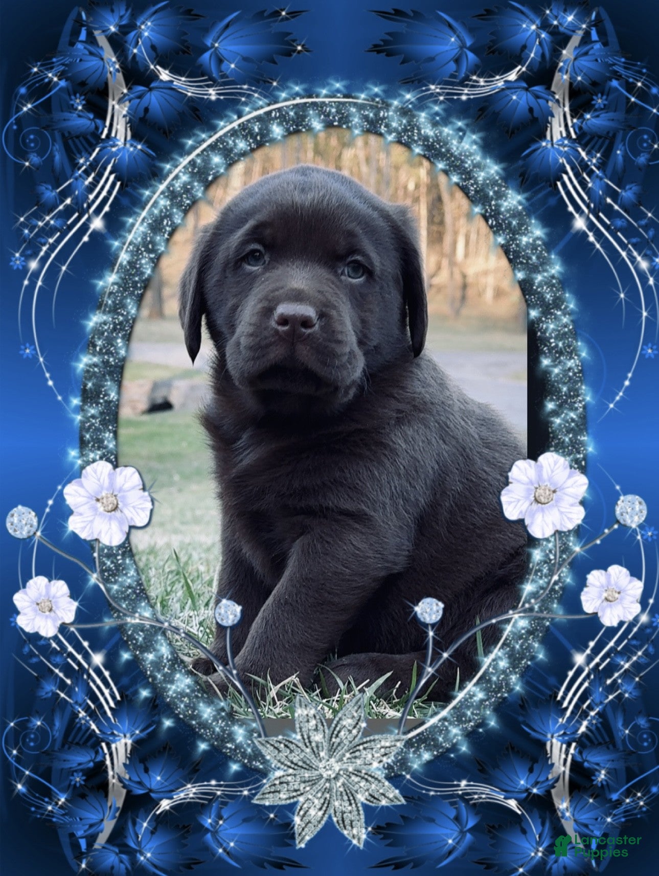 Labrador Retriever dogs Labrador Retriever 1 - Ad 18