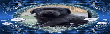 Labrador Retriever 1