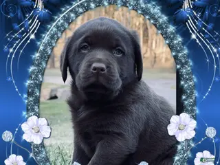Labrador Retriever dogs Labrador Retriever 1 - Ad 18