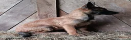 Belgian Malinois dogs for sale: Jim - Ad 3