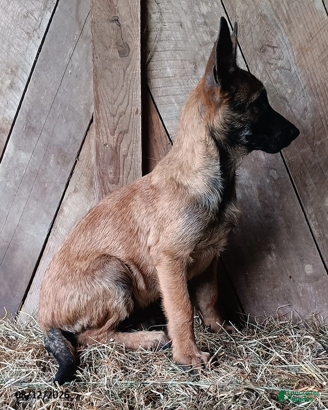 Belgian Malinois dogs for sale: Jim - Ad 3