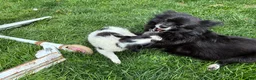 Mixed Breed dogs for sale: Nevada - Ad 5