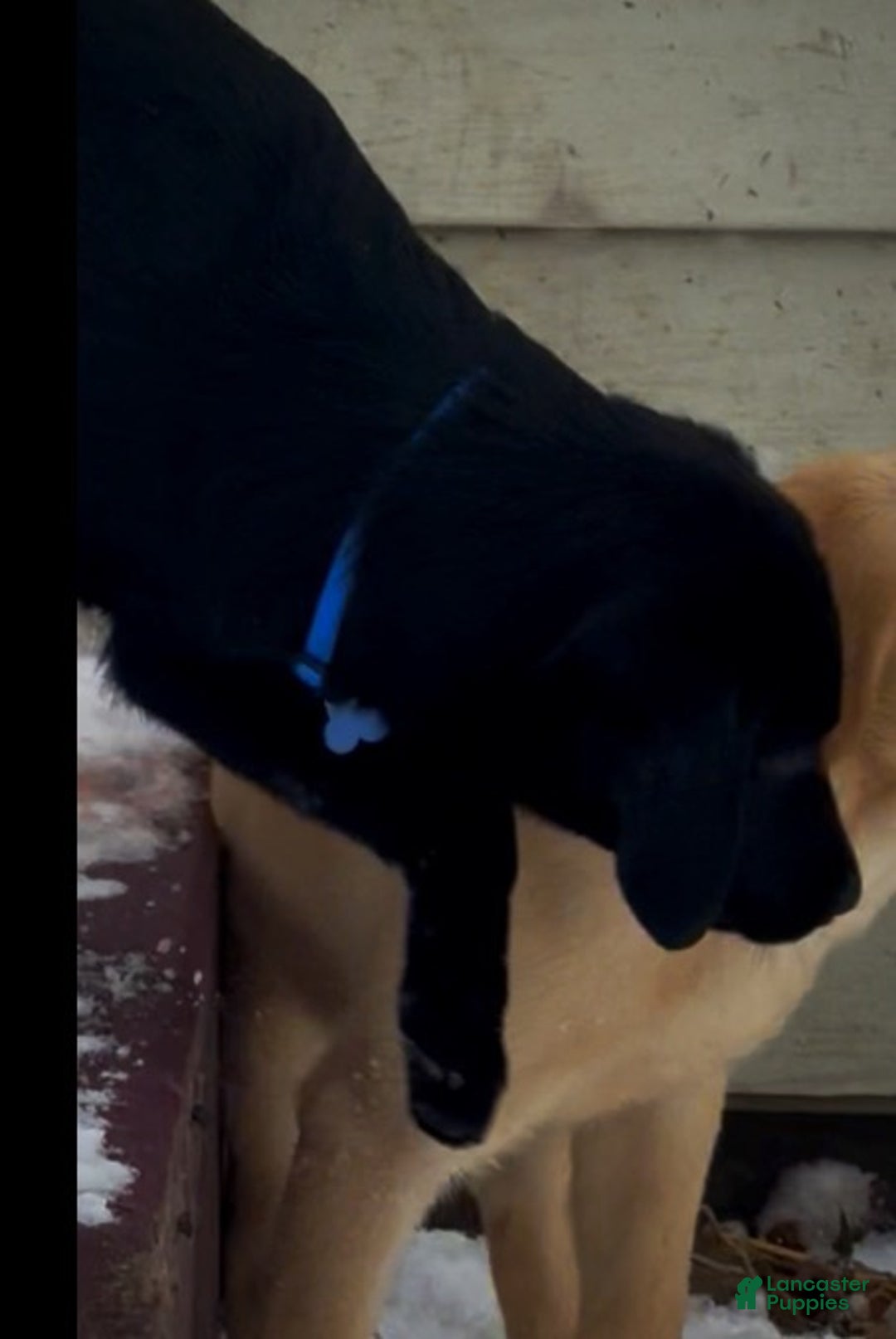 Labrador Retriever dogs for sale: Labrador Retriever Puppy 1 - Ad 10