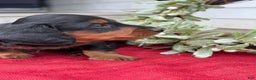 Miniature Dachshund dogs for sale: Eclair - Ad 9