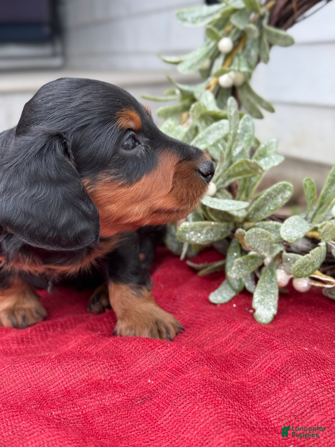 Miniature Dachshund dogs for sale: Eclair - Ad 9