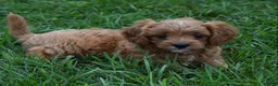 Cavapoo dogs for sale: Lily - Ad 7