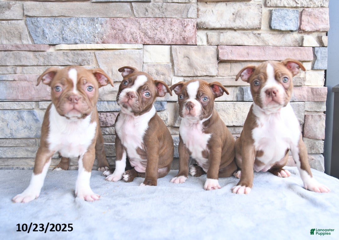 Boston Terrier dogs for sale: Emily - Ad 5