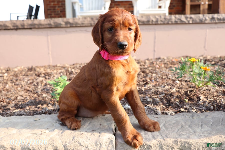 Irish Setter dogs Avorie - Ad 1