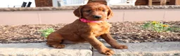 Irish Setter dogs for sale: Avorie - Ad 1