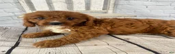 Cavapoo dogs for sale: Tucker - Ad 3