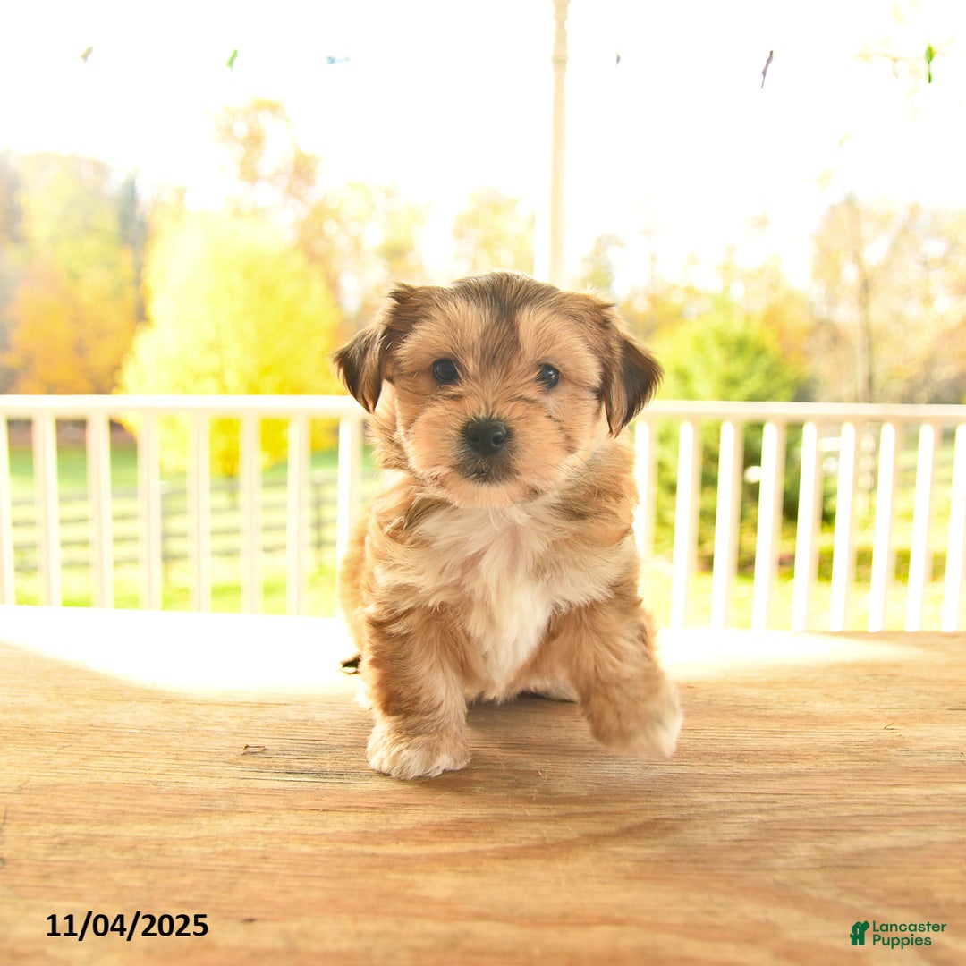 Yochon dogs for sale: Trixie - Ad 6