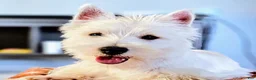 West Highland Terrier dogs for sale: West Highland Terrier - Ad 8