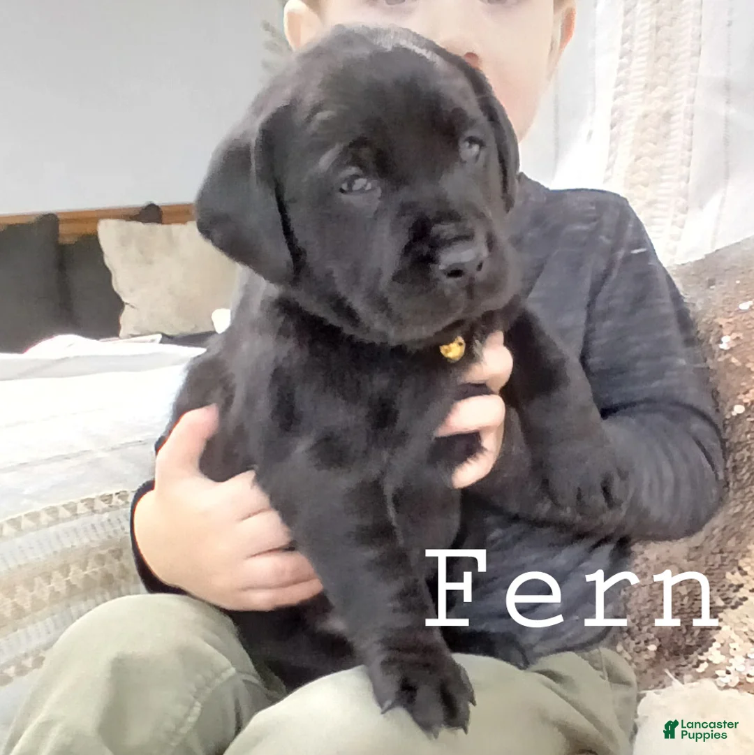 Labrador Retriever dogs for sale: FERN - Ad 3