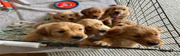 Golden Retriever dogs for sale: Golden Retriever Puppy 6 "PINK" - Ad 4