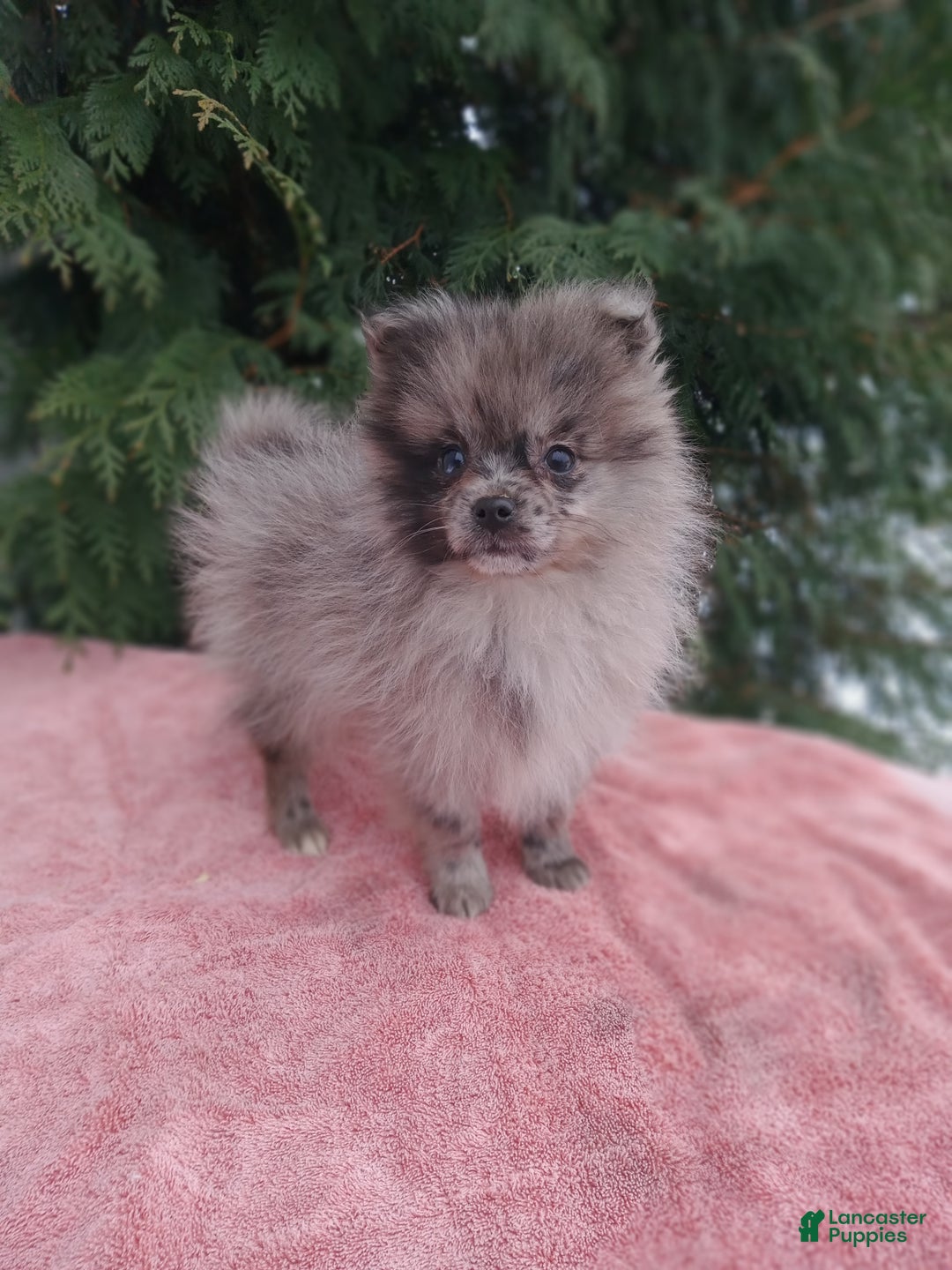 Pomeranian dogs for sale: Casper - Ad 2