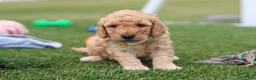 Mini Goldendoodle dogs for sale: Tyrone - Ad 2
