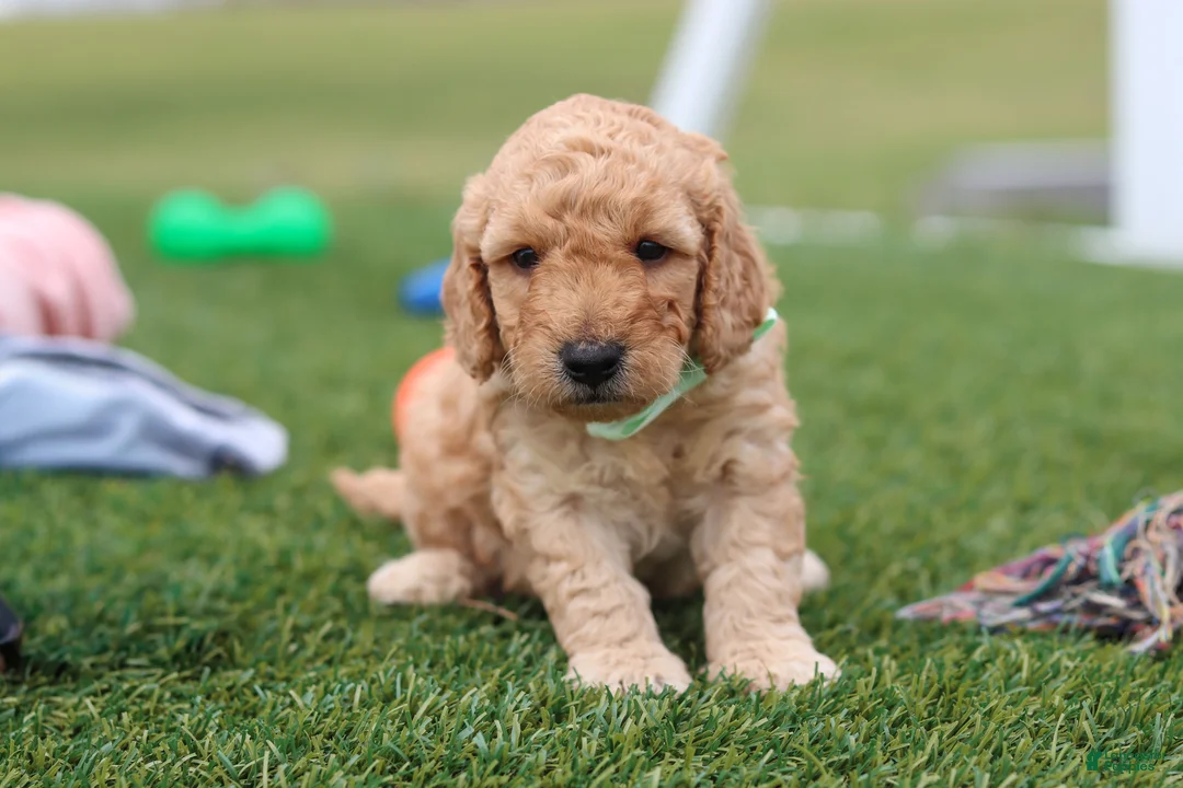 Mini Goldendoodle dogs for sale: Tyrone - Ad 2