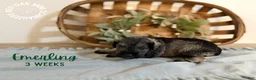 Miniature Schnauzer dogs for sale: Emerling - Ad 2