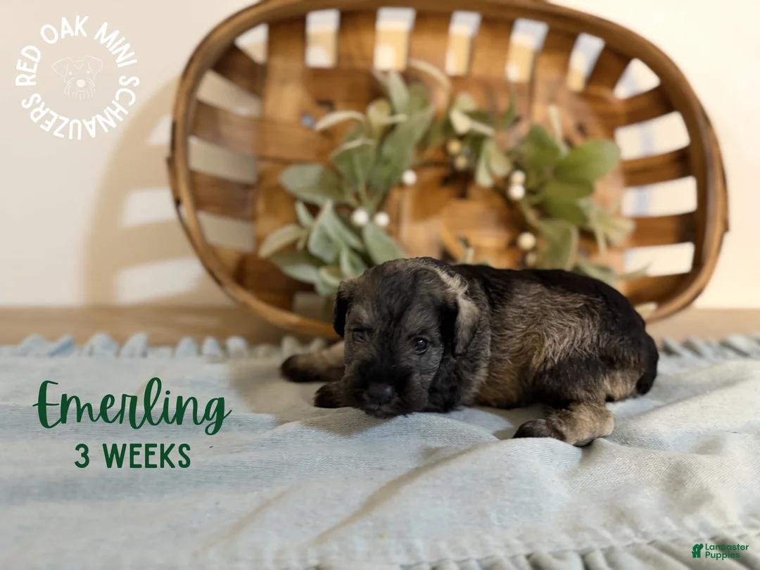 Miniature Schnauzer dogs for sale: Emerling - Ad 2