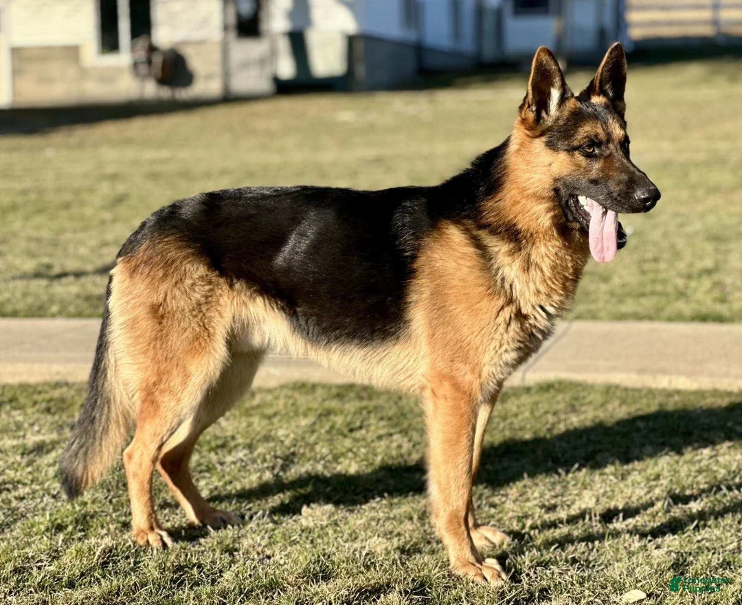German Shepherd dogs for sale: Pippa - Ad 11