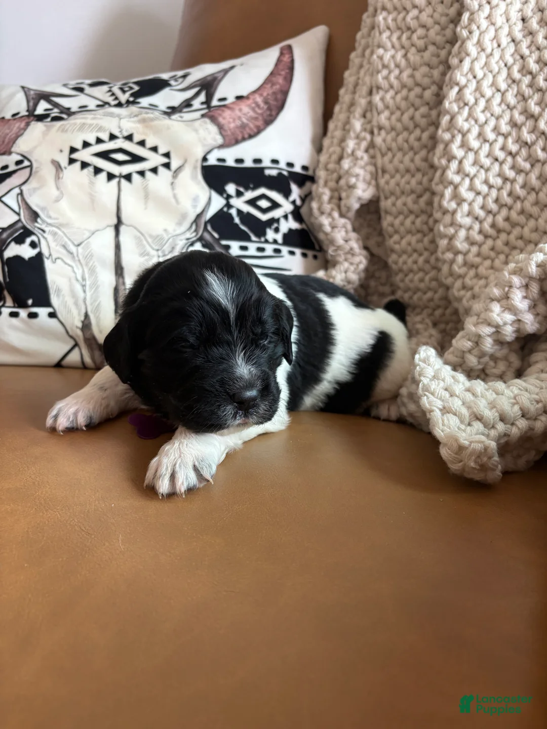 Newfoundland dogs for sale: Blossom  - Ad 2