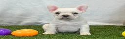 French Bulldog dogs for sale: Dozer - Ad 6