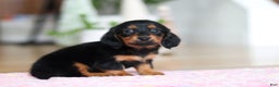 Miniature Dachshund dogs for sale: Mariah - Ad 4
