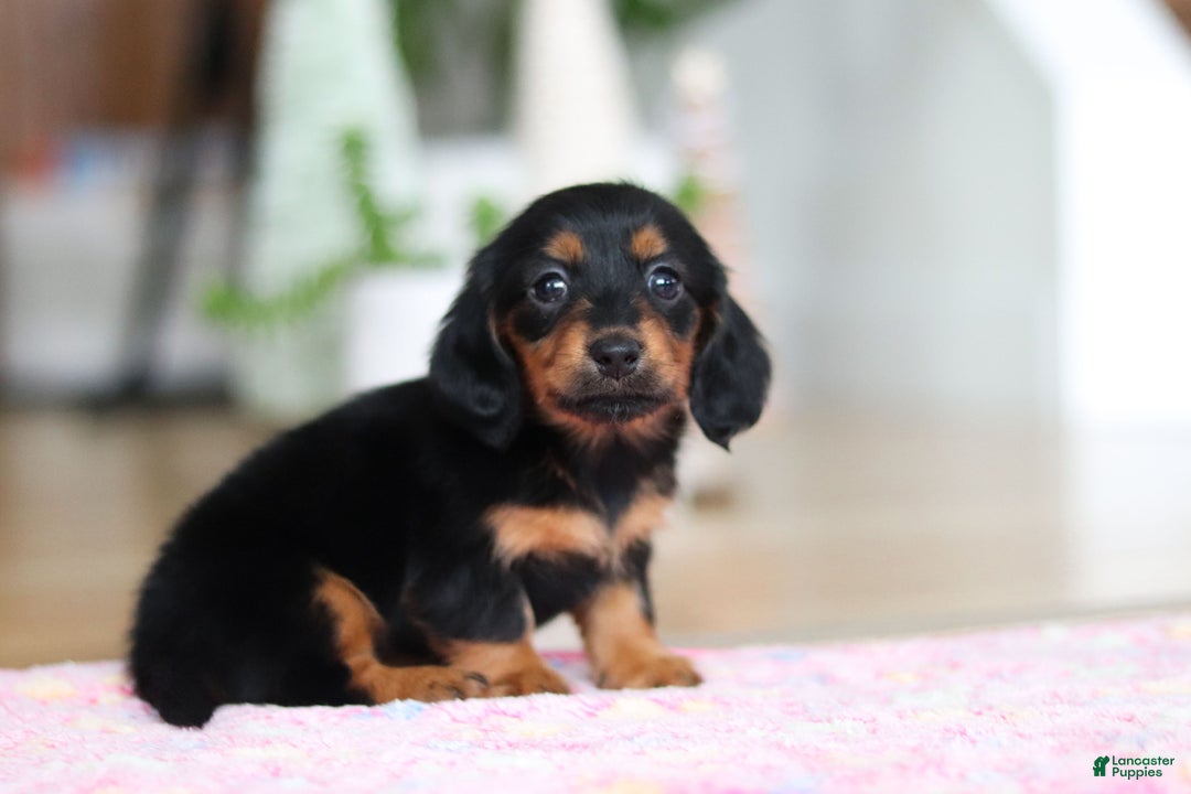 Miniature Dachshund dogs for sale: Mariah - Ad 4