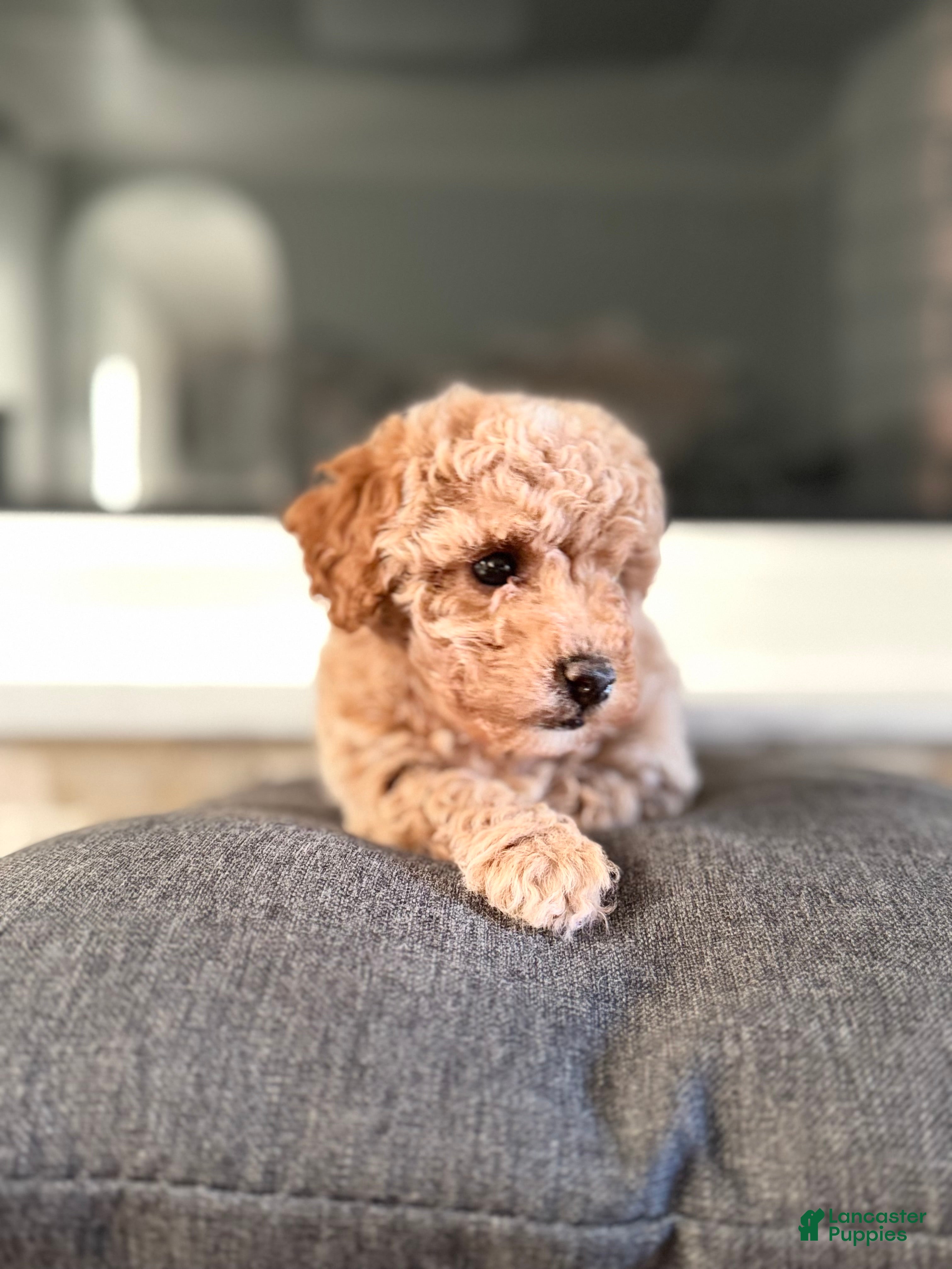 Bichpoo dogs for sale: Daisy - Ad 1
